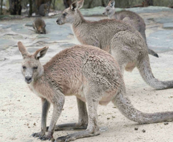 animal01